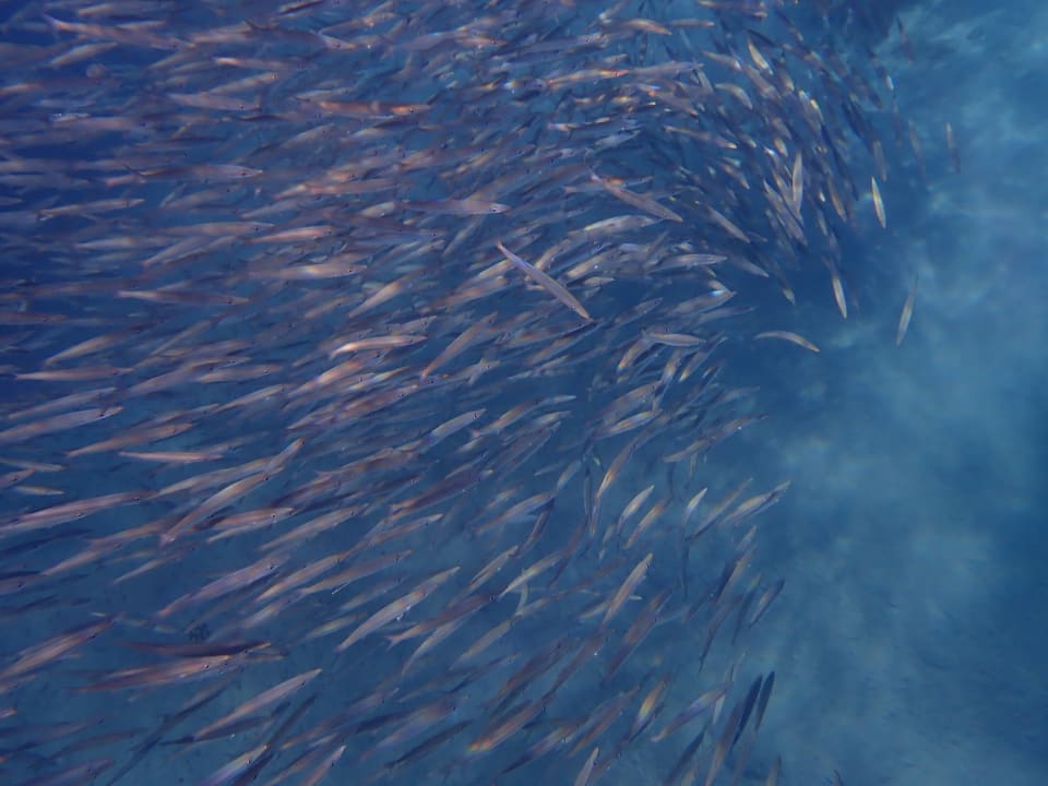 Sport & Freizeit Shams Alam Beach Resort