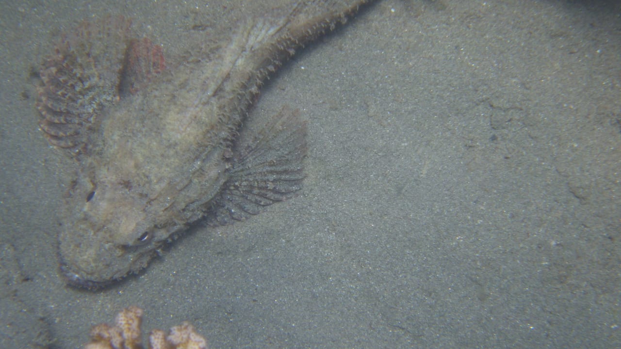 Strand Shams Alam Beach Resort