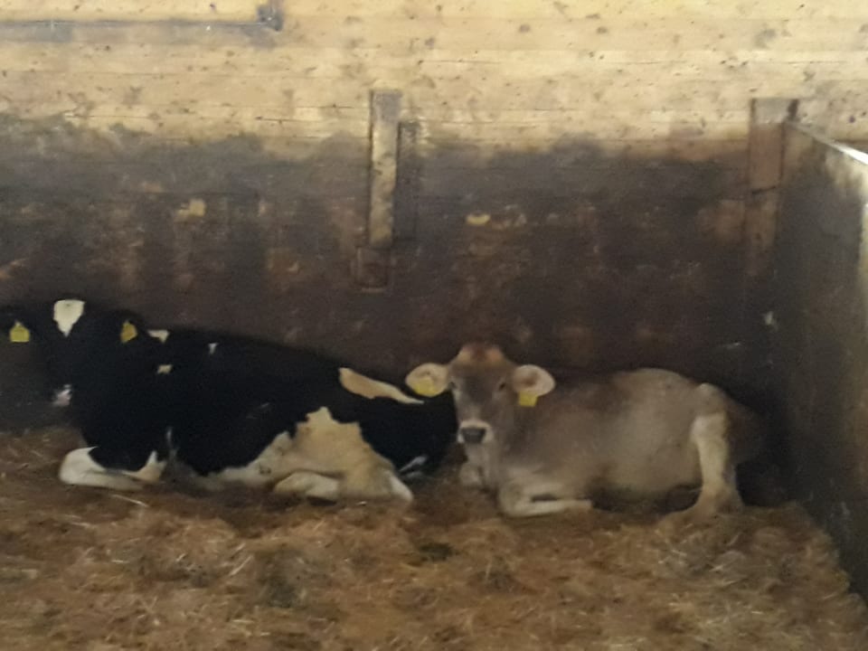 Sonstiges Bauernhof Griesserhof