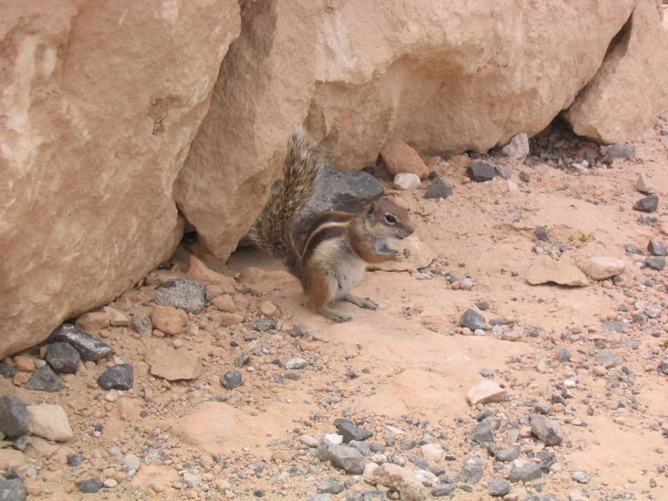 Streifenhörnches H10 Tindaya