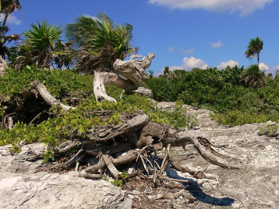 Strandimpression Hotel Riu Tequila