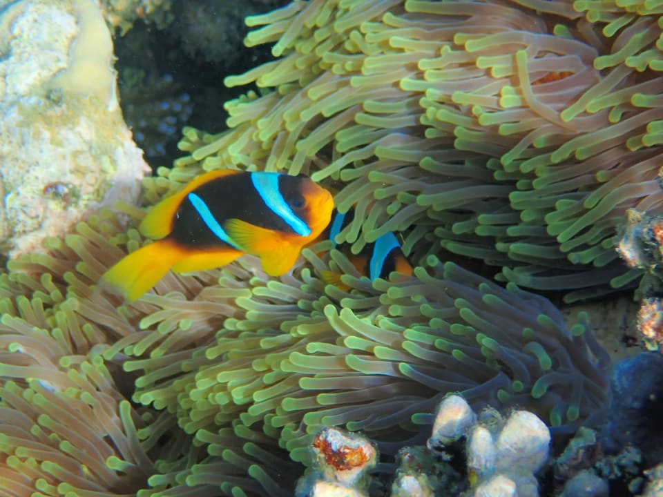 Sport & Freizeit Lahami Bay Beach Resort