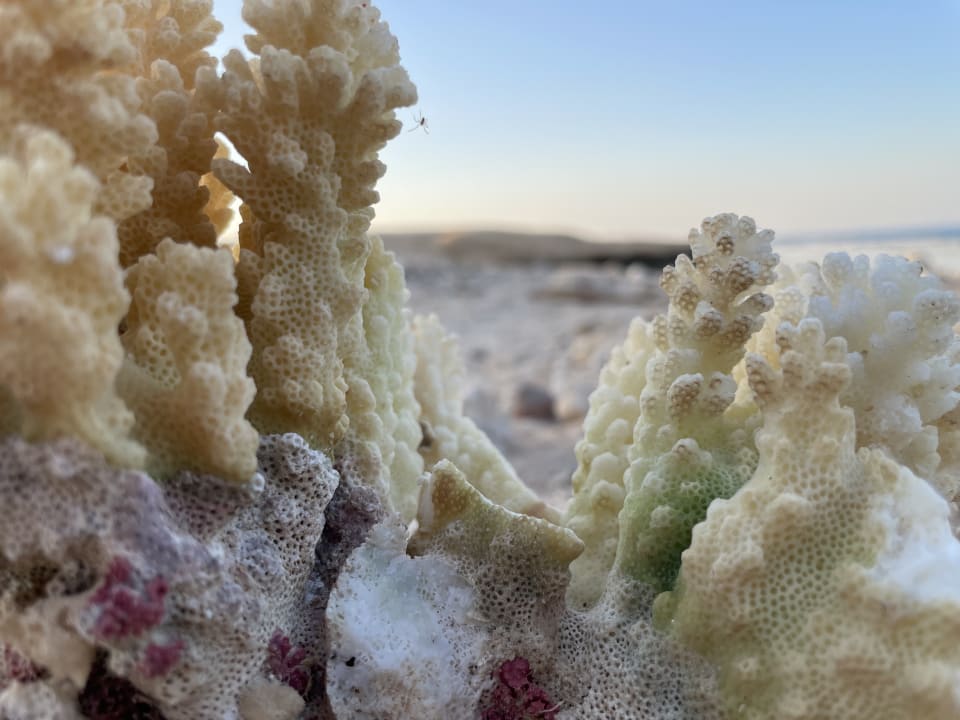 Strand Serenity Alpha Beach