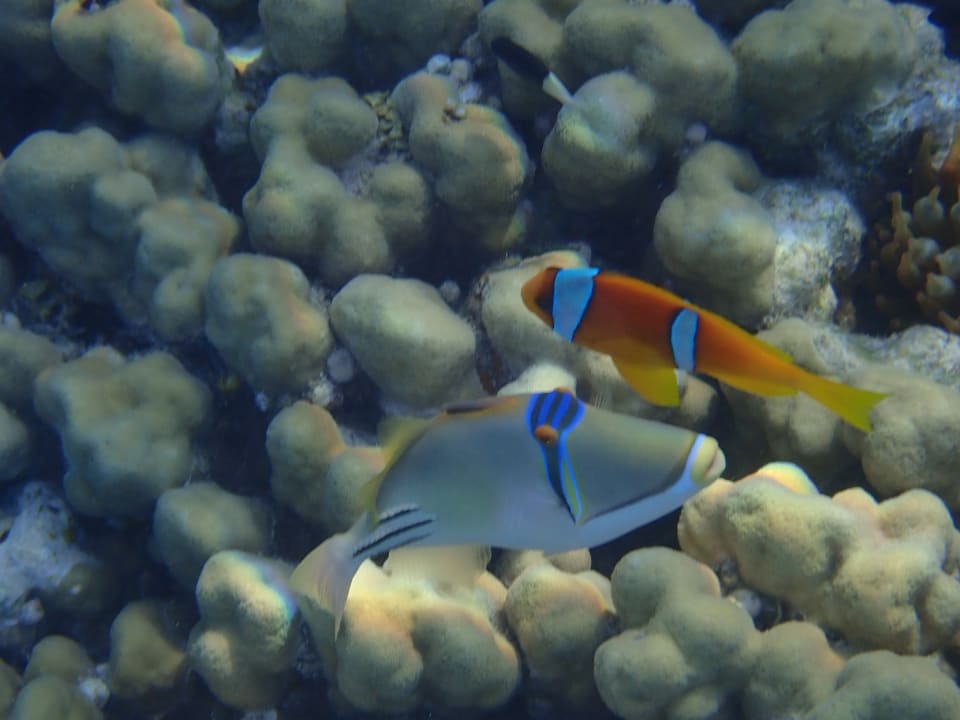 Strand Makadi Spa - Adults only