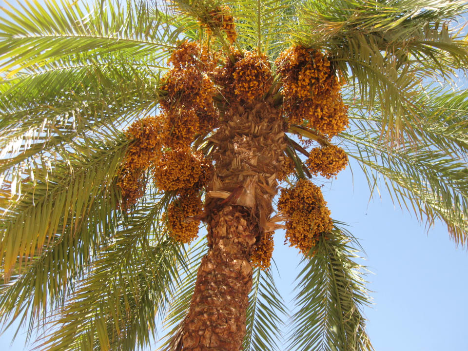 Финики Blend Club Aqua Resort