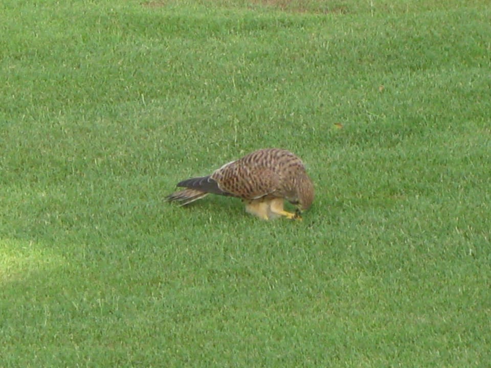 Habicht am Buffet Pickalbatros Dana Beach Resort - Hurghada