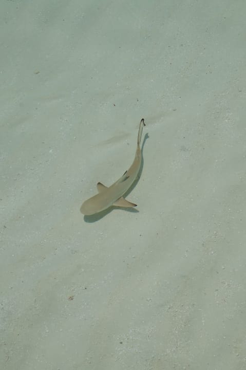Strand Outrigger Maldives Maafushivaru Resort