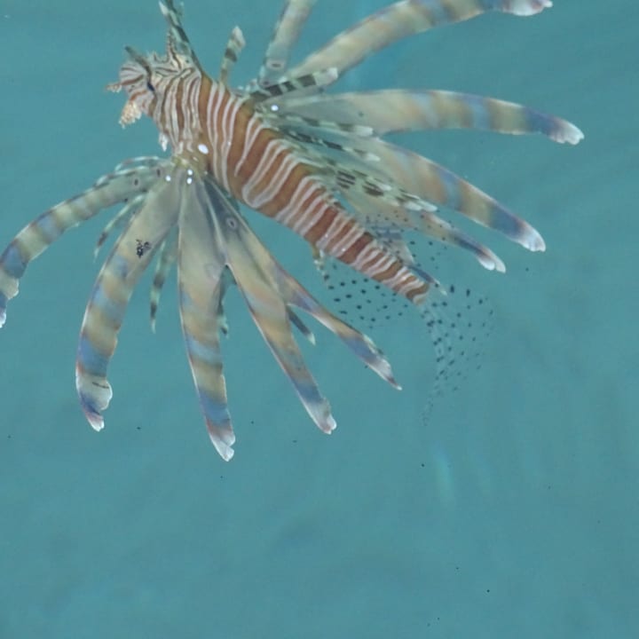 Strand Cleopatra Luxury Resort Makadi Bay