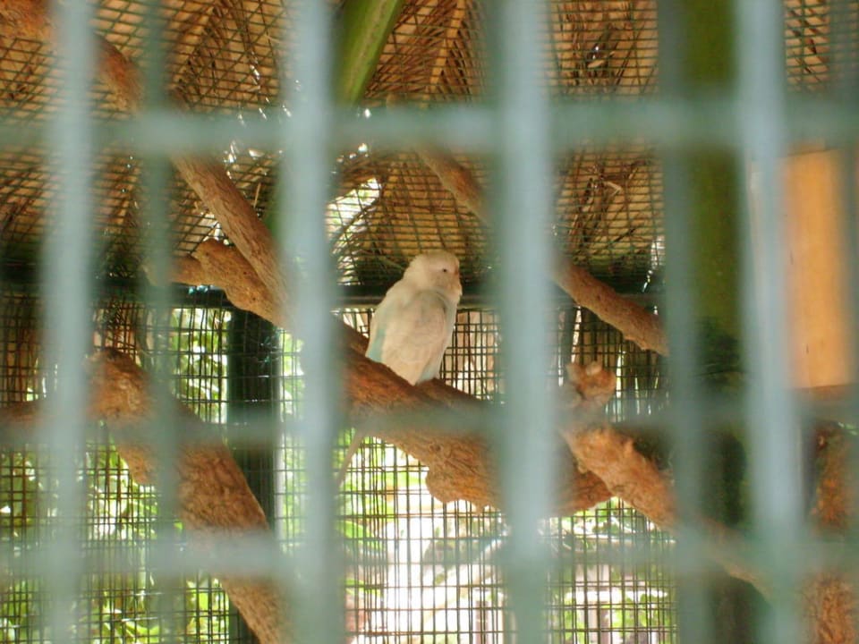 Vogelvoliere Anissa Beach & Village