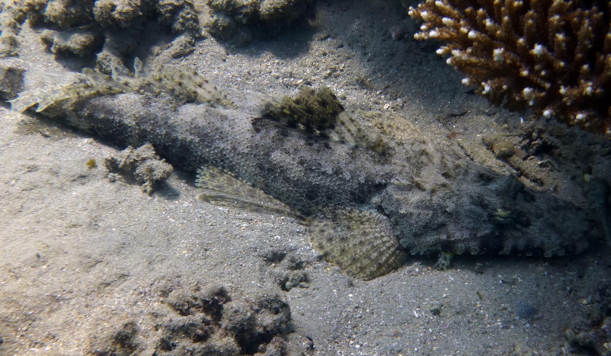 Sport & Freizeit Shams Alam Beach Resort