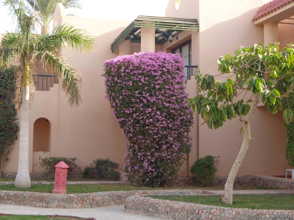Wunderschöne Balkonpflanzen Ali Baba Palace Hotel