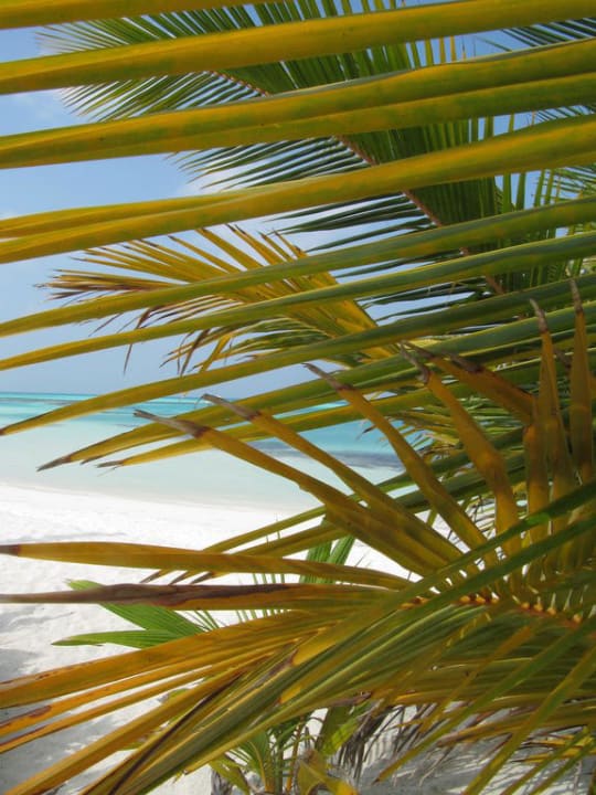 Strand-Meer und Palme Meeru Maldives Resort Island
