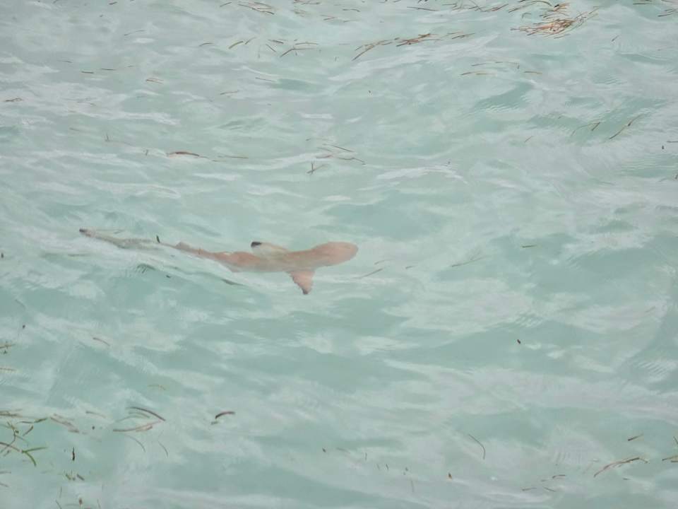 Strand Jawakara Islands Maldives