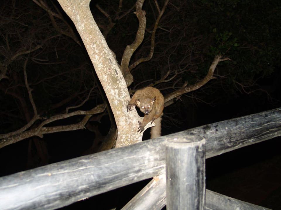 Bush Baby Baobab Beach Resort & Spa