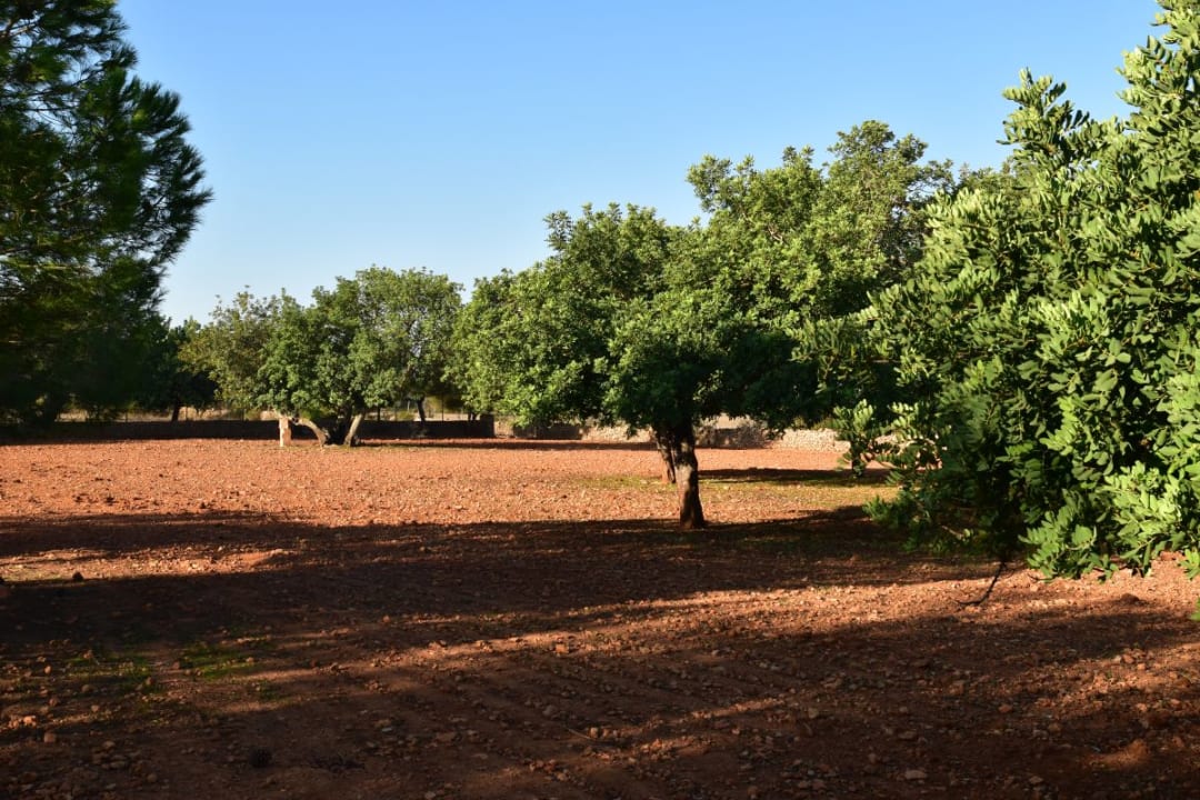 Gartenanlage Finca Son Guardiola