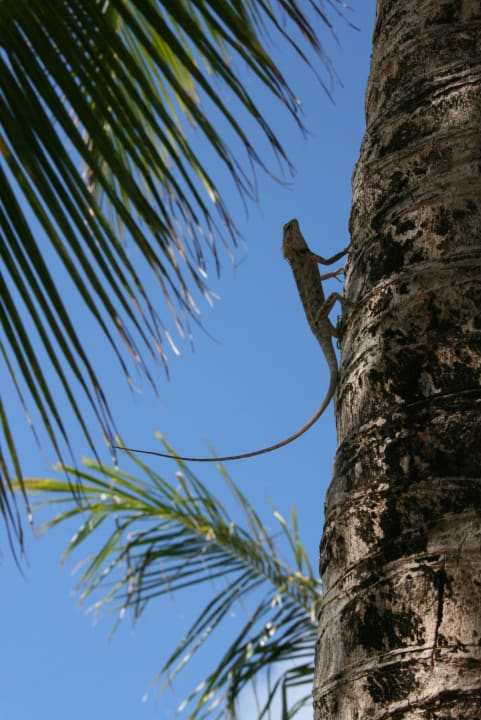 Inselbewohner Kuredu Island Resort & Spa