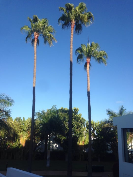 Palmen Sunprime Atlantic View