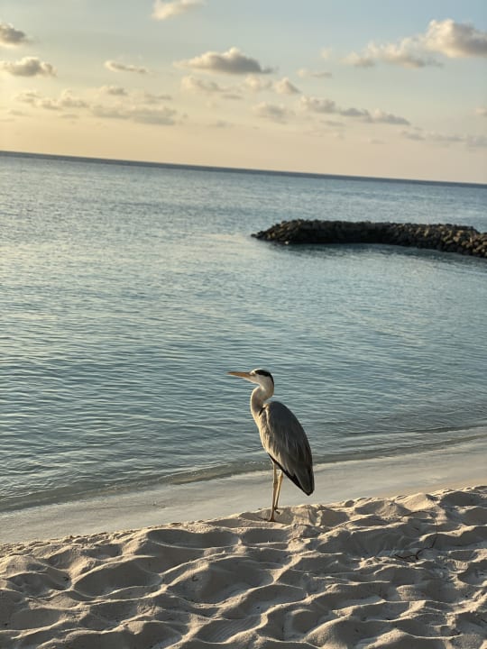 Strand Summer Island Maldives