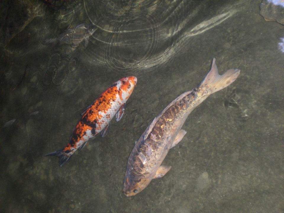 Koi Karpfen Bavaro Grand Palladium Select Bávaro Resort & Spa