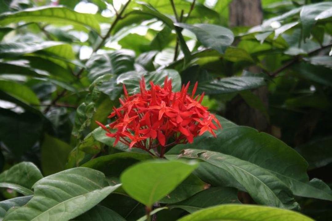 Blumen Kuramathi Maldives