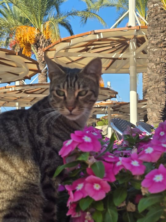 Sonstiges Sunis Kumköy Beach Resort Hotel & Spa