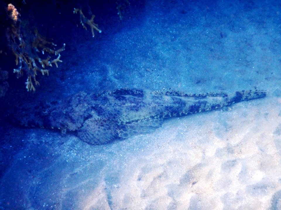 Sport & Freizeit Shams Alam Beach Resort