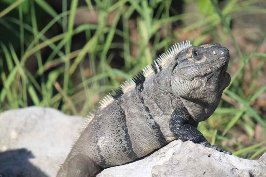 Haustiere... laufen viele in der Anlage herum Grand Sirenis Riviera Maya Resort & Spa