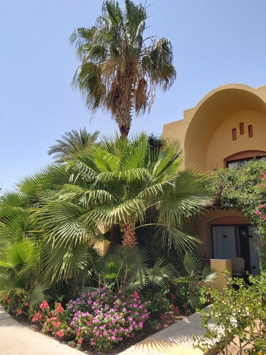 Gartenanlage Steigenberger Coraya Beach - Adults only