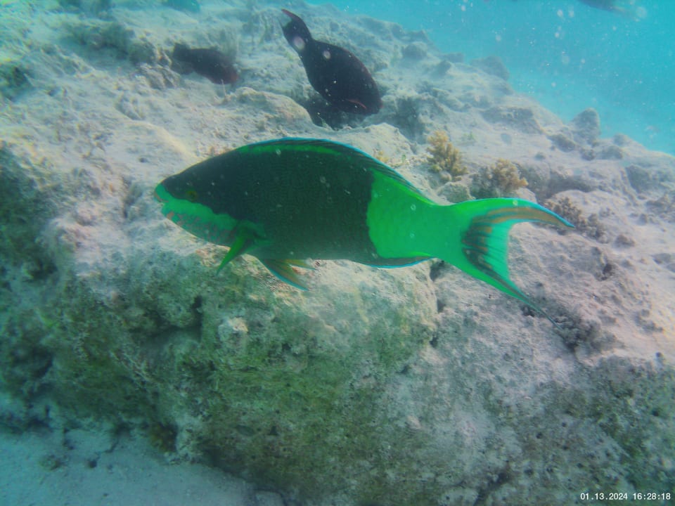 Strand Hotel Riu Atoll