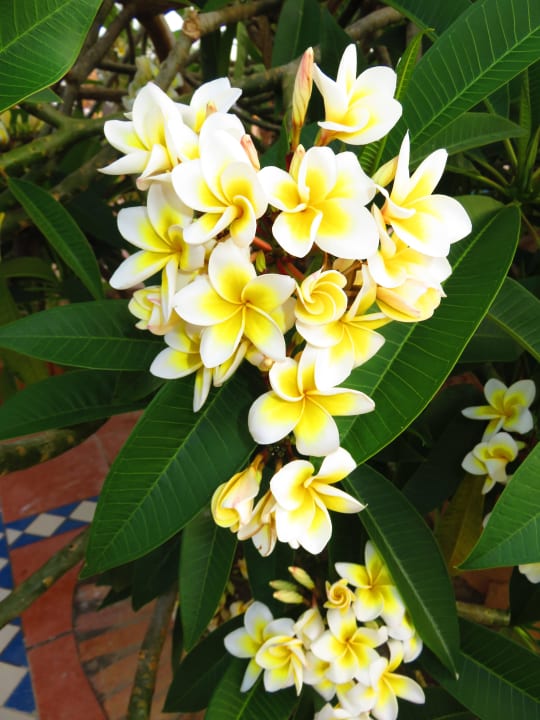 Herrlich duftende Frangipani Steigenberger Coraya Beach - Adults only