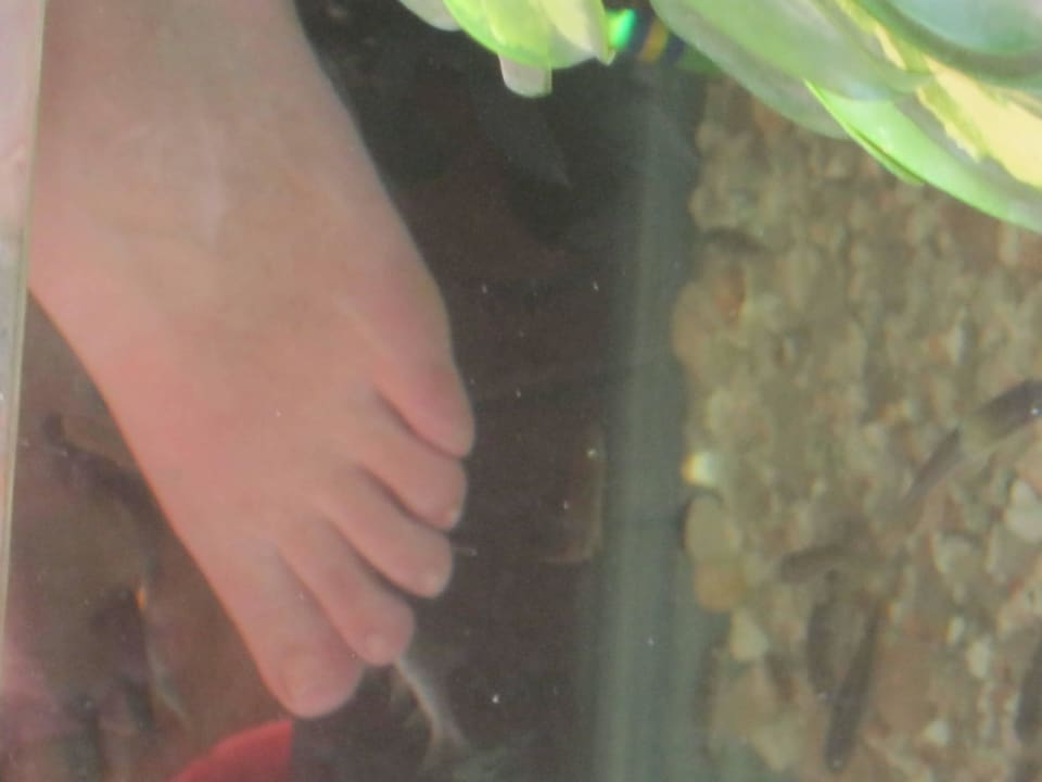Dr. Fish Pickalbatros Alf Leila Wa Leila Resort - Neverland Hurghada