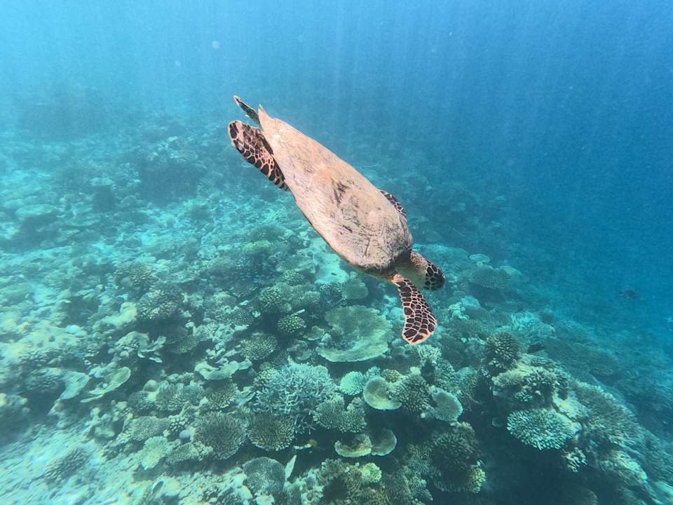 Sonstiges Machchafushi Island Resort & Spa Maldives, The Centara Collection