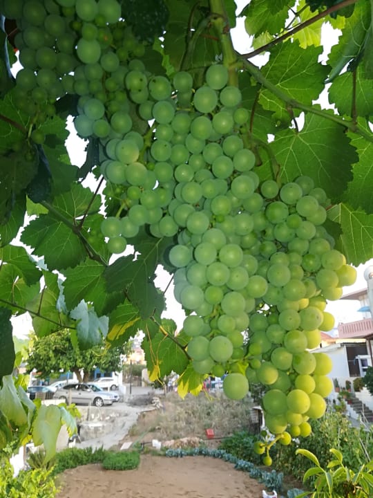 Gartenanlage Hotel Kathrin Beach