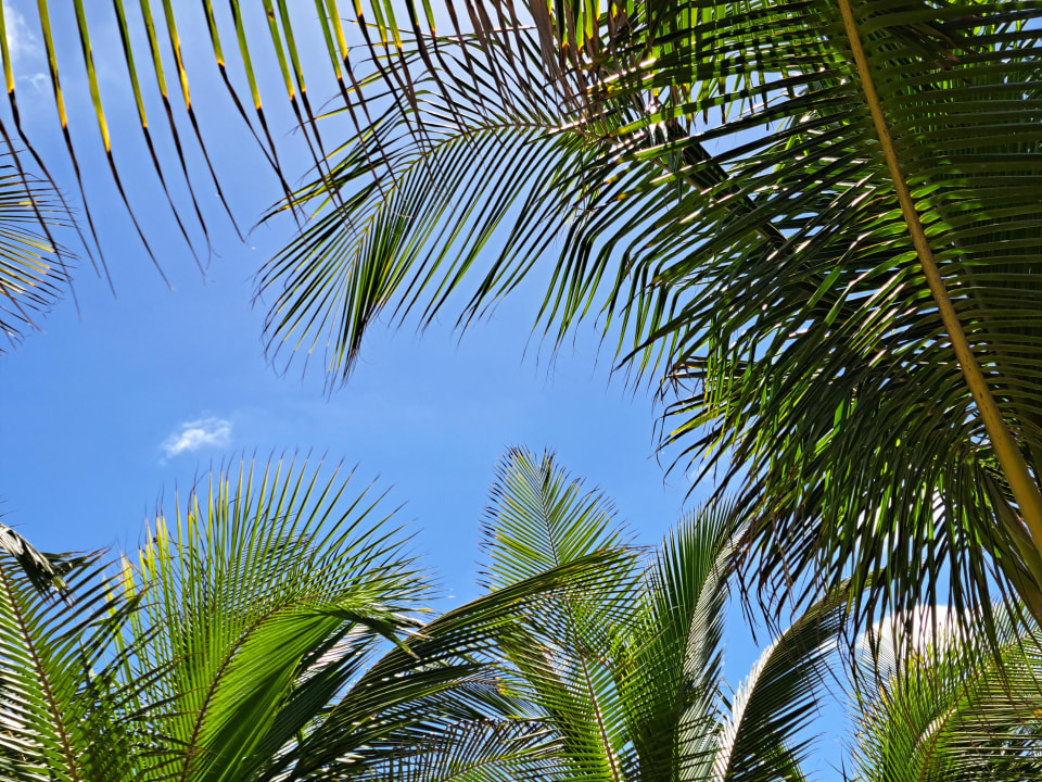 Ausblick Hotel Riu Karamboa