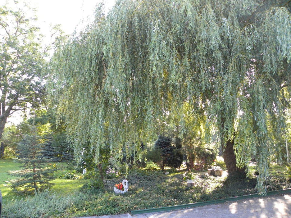 Der Garten hinter der Pension Pension Pod Kasztanem/Unter den Kastanien