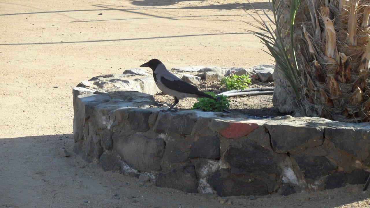 Garten Club Paradisio El Gouna, Red Sea