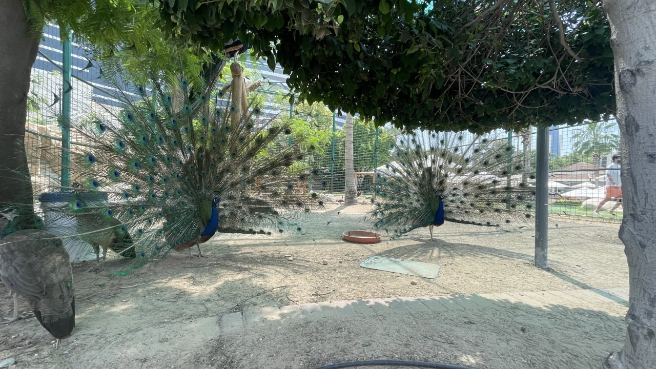 Sport & Freizeit Grand Hyatt Dubai