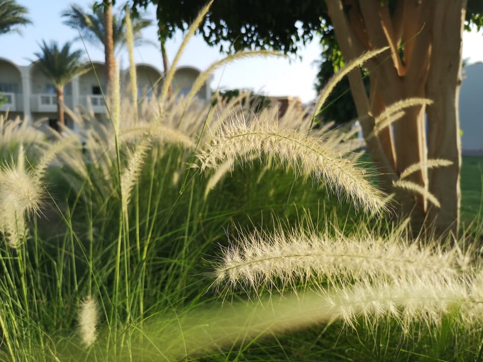 Gartenanlage Reef Oasis Beach Resort