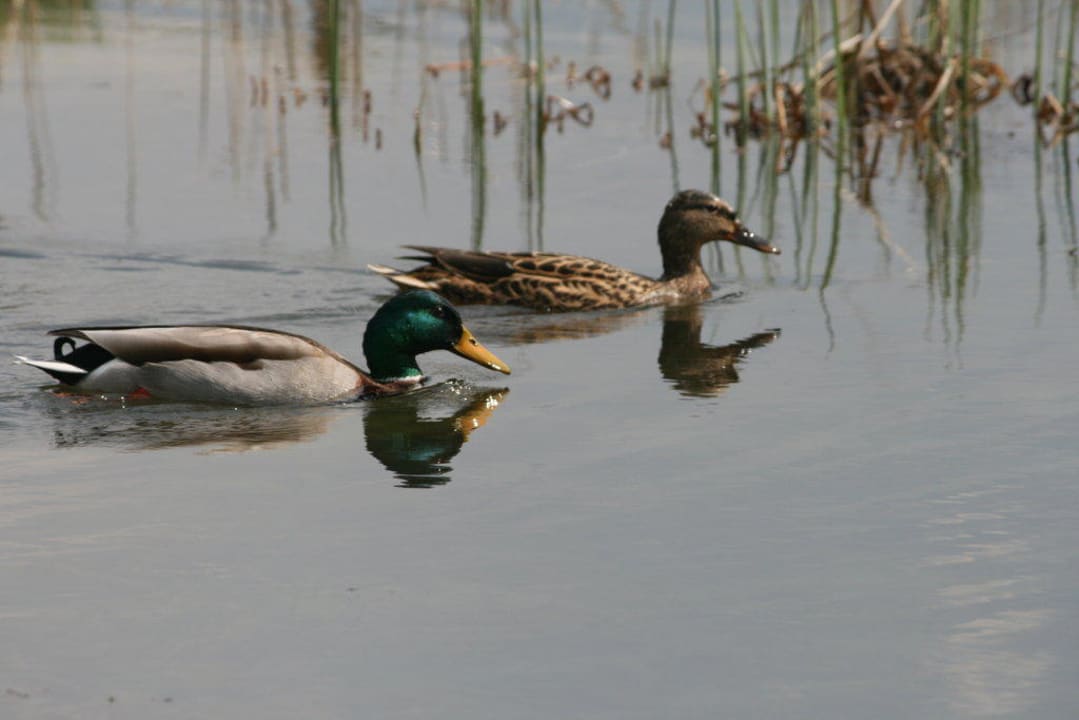 Entenbesuch Naturhotel Reissenlehen