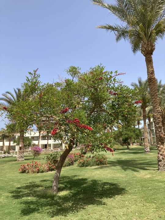 Gartenanlage Pickalbatros Dana Beach Resort - Hurghada