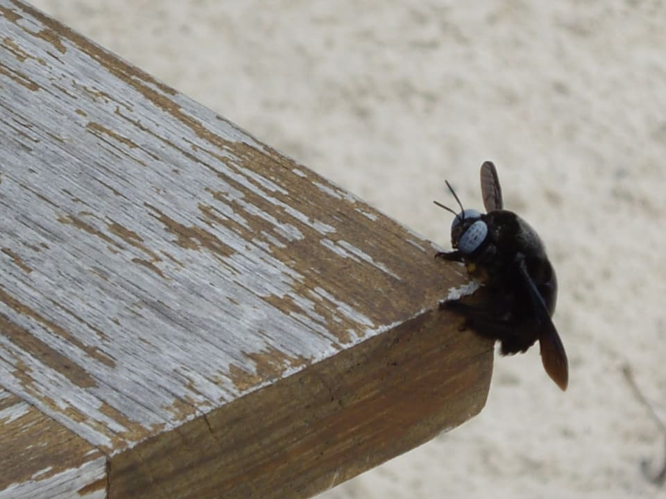 Sonstiges Kuredu Island Resort & Spa