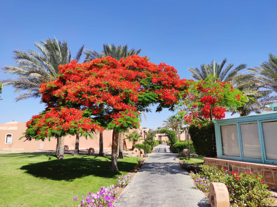 Gartenanlage Radisson Blu Resort, El Quseir