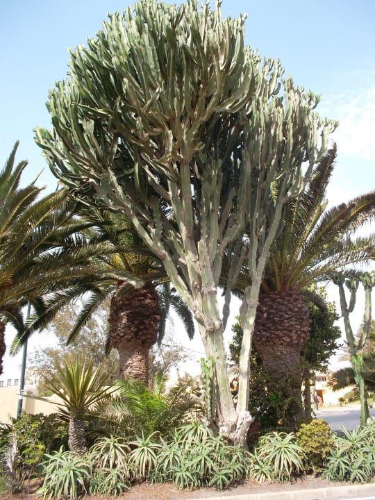 Hotel Best Age Fuerteventura by Cordial KN Matas Blancas Hotel - Adults only