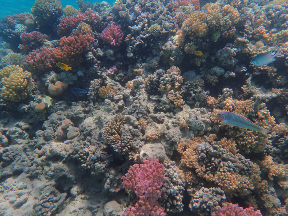 Strand Fort Arabesque Resort, Spa & Villas