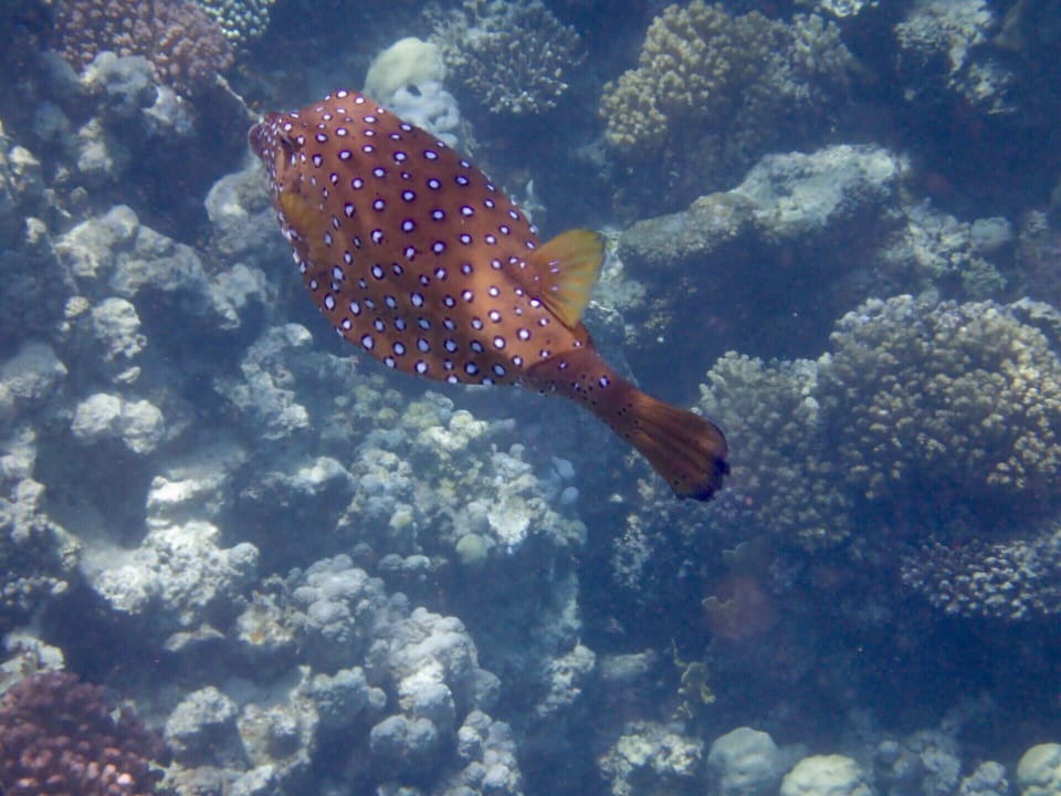 Strand Makadi Spa - Adults only