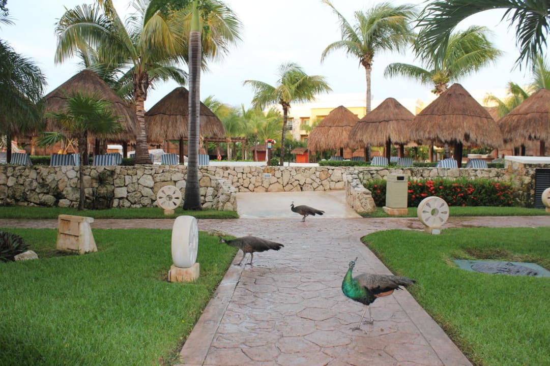 Garten Iberostar Selection Paraiso Lindo