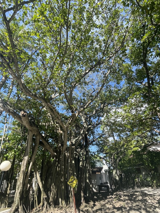 Gartenanlage Cinnamon Dhonveli Maldives