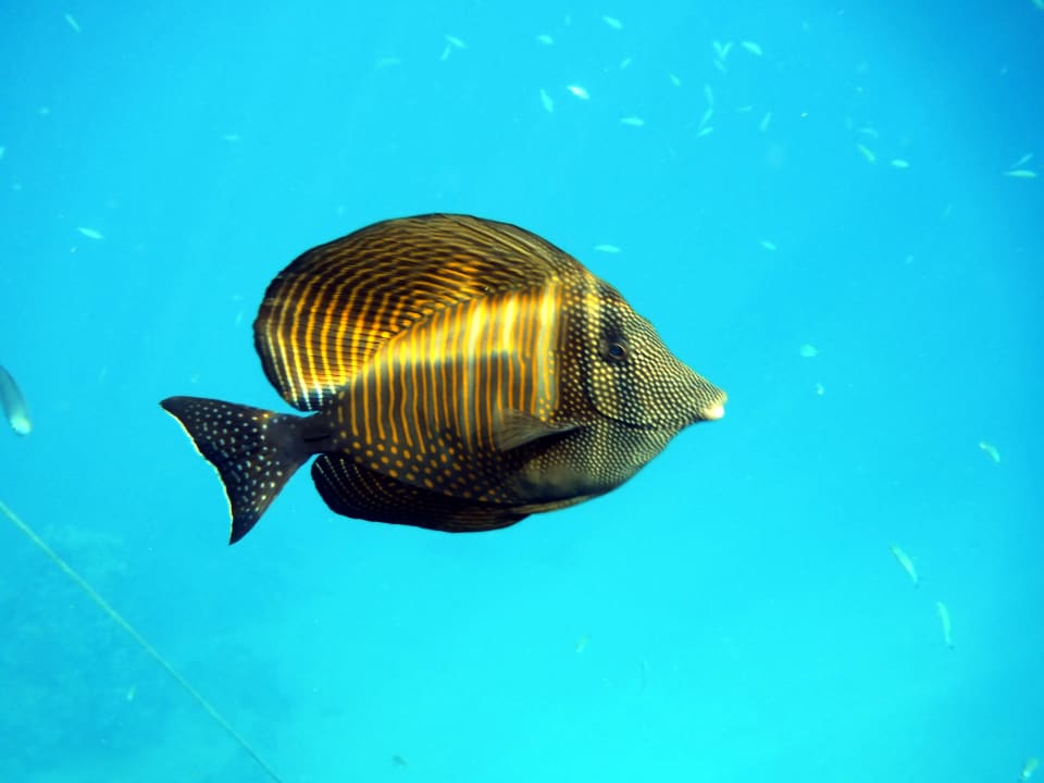 Strand Steigenberger Coraya Beach - Adults only