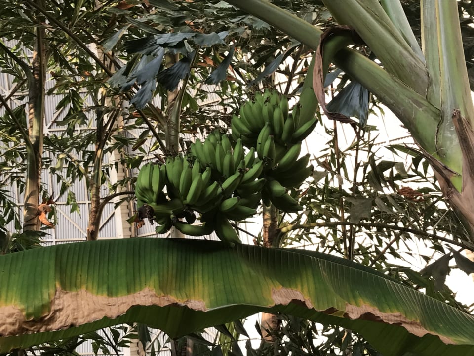 Gartenanlage Tropical Islands Resort