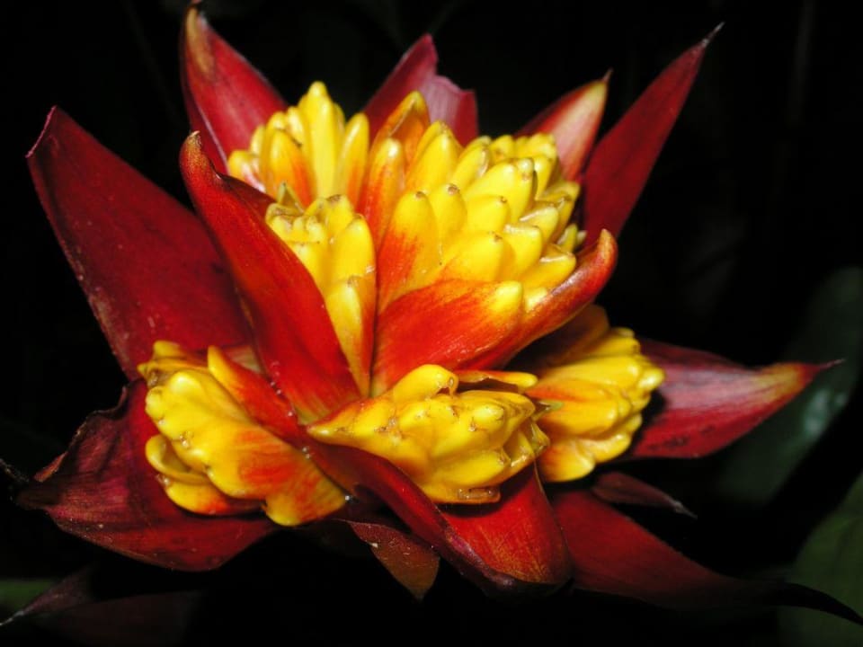 Im Garten des Hotels Hotel Buena Vista